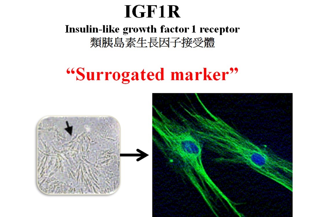 IGF1R+臍帶間質幹細胞