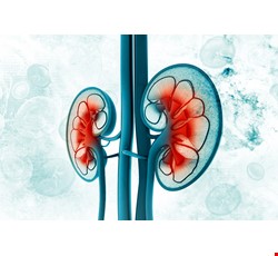腎臟的位置及組織結構 