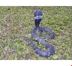 台灣的毒蛇