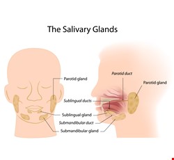 Salivary gland disease 了解唾液腺
