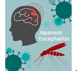 Instructions for Japanese Encephalitis Vaccination 日本腦炎疫苗接種後須知
