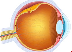 為什麼會視網膜剝離？