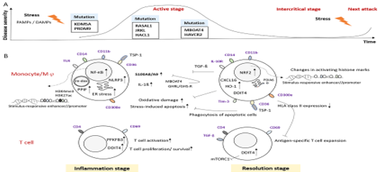 Assessing the Immune Cell Subset and Genetic Mutations in Patients With Palindromic Rheumatism Seronegative for Rheumatoid Factor and Anti-Cyclic Citrullinated Peptide img