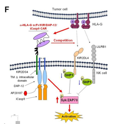 Targeting human leukocyte antigen G with chimeric antigen receptors of natural killer cells convert immunosuppression to ablate solid tumors.