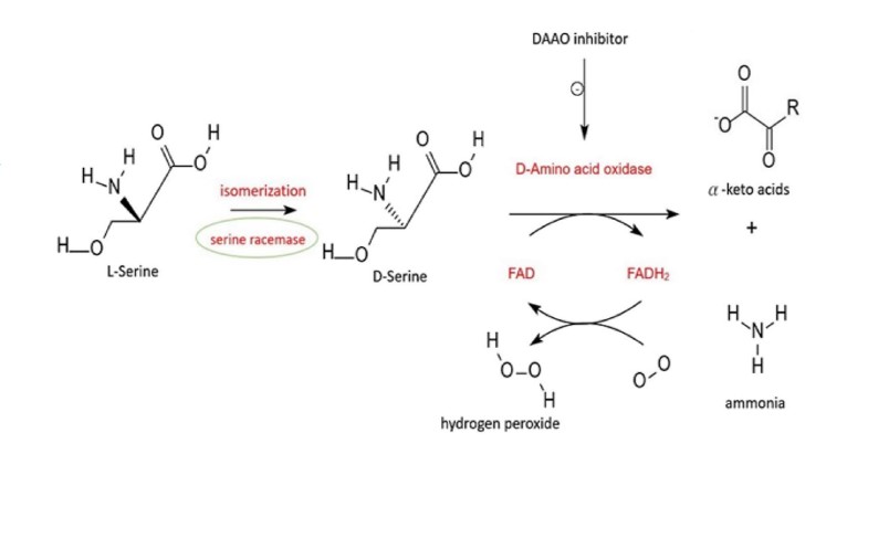 Targeting D-Amino Acid Oxidase (DAAO) for the Treatment of Schizophrenia: Rationale and Current Status of Research
