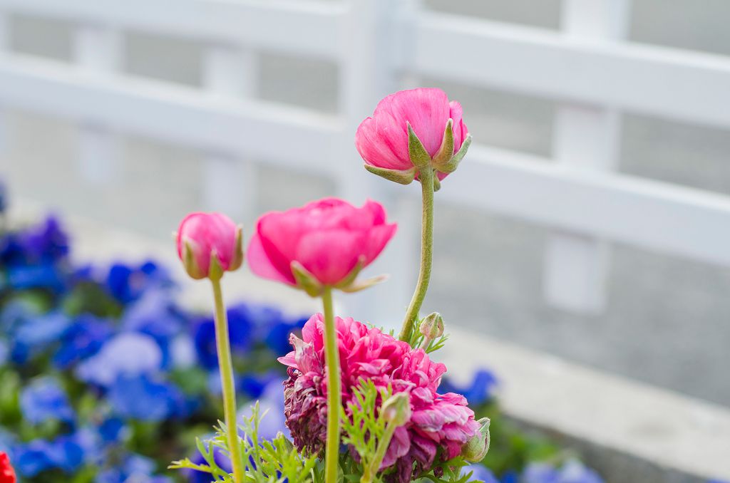  8 成幼童蛀牙 國健署免費塗氟